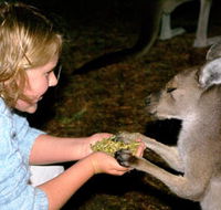 Discovery Bay's Walk on the Wild Side - Surfers Paradise Gold Coast