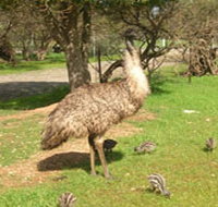 Minlaton Fauna Park - Surfers Paradise Gold Coast