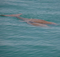 Dugongs - Surfers Paradise Gold Coast