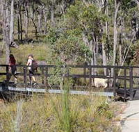 Forest Path Crooked Brook - Surfers Paradise Gold Coast