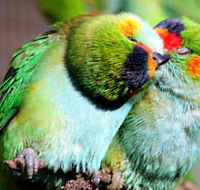 Rainbow Jungle - The Australian Parrot Breeding Centre - Surfers Paradise Gold Coast