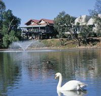 White Swans - Surfers Paradise Gold Coast