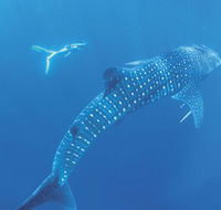Ningaloo Marine Park - Surfers Paradise Gold Coast