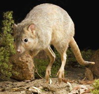 Kanyana Wildlife - Surfers Paradise Gold Coast