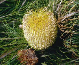 FR Berry Reserve - Surfers Paradise Gold Coast 0