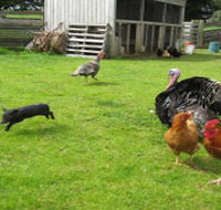Echo Farm - Surfers Paradise Gold Coast
