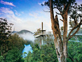 Tahune Adventures Tasmania - Surfers Paradise Gold Coast 0