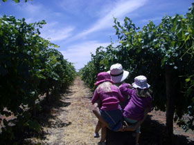 McLaren Vale Orchards - Surfers Paradise Gold Coast 0