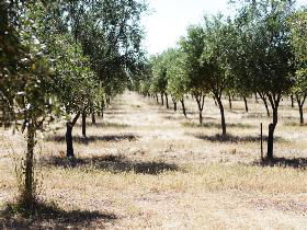Talinga Grove Olive Oils - Surfers Paradise Gold Coast 0