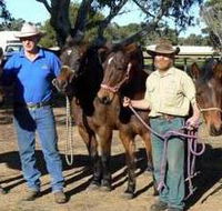 Coffin Bay Brumby Preservation Society Incorporated - Surfers Paradise Gold Coast