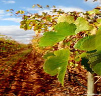 Mirabella Vineyards - Surfers Paradise Gold Coast