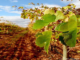 Mirabella Vineyards - Surfers Paradise Gold Coast 0