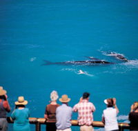 Whale Watching At Head Of Bight - Surfers Paradise Gold Coast