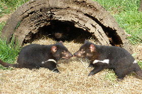 Wing's Wildlife Park - Surfers Paradise Gold Coast 0