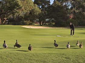Royal Hobart Golf Club - Surfers Paradise Gold Coast 0