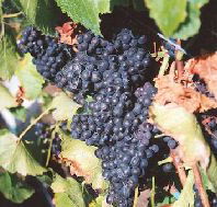 Darlington Vineyard - Surfers Paradise Gold Coast