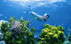 The Whale Dive Site - thumb 0