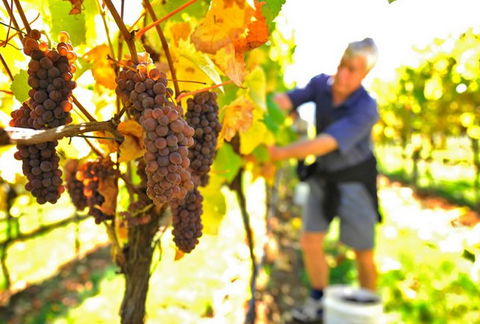Native Point Wines - Surfers Paradise Gold Coast 0