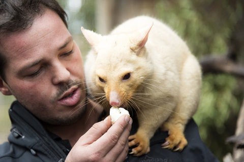 Bonorong Wildlife Sanctuary - Surfers Paradise Gold Coast 4