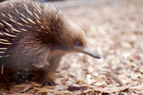 Bonorong Wildlife Sanctuary - Surfers Paradise Gold Coast 5