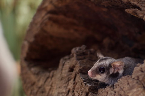 Bonorong Wildlife Sanctuary - Surfers Paradise Gold Coast 6