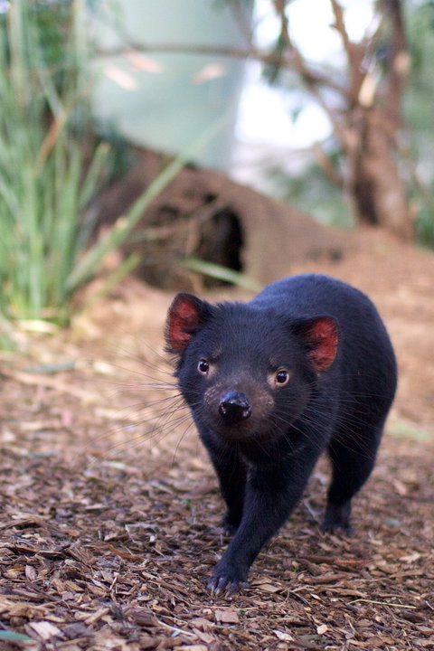 Bonorong Wildlife Sanctuary - Surfers Paradise Gold Coast 7