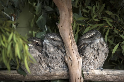 Bonorong Wildlife Sanctuary - Surfers Paradise Gold Coast 8
