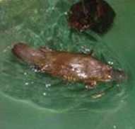 Platypus House - Surfers Paradise Gold Coast