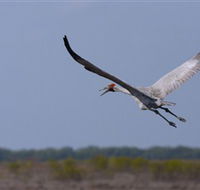 Gayngaru Wetlands Interpretive Walk - Surfers Paradise Gold Coast