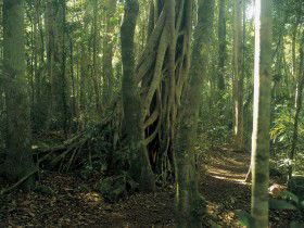 Lamington National Park, Binna Burra Section - Surfers Paradise Gold Coast 0