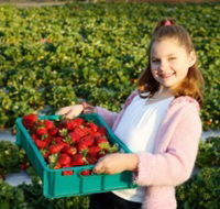 Strawberry Fields - Surfers Paradise Gold Coast