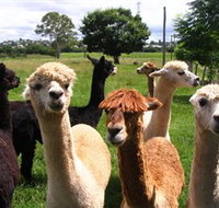 Banyandah Alpacas - Surfers Paradise Gold Coast