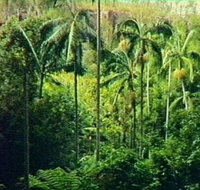 Fern Tree Pool and Giant's Chair Circuit - Surfers Paradise Gold Coast