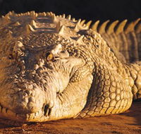 Koorana Crocodile Farm - Surfers Paradise Gold Coast