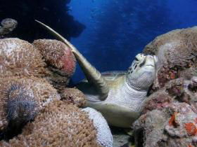Lady Elliot Island QLD Surfers Paradise Gold Coast