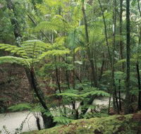 Fraser Island Great Walk - Surfers Paradise Gold Coast