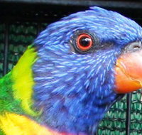 Fraser Coast Wildlife Sanctuary - Surfers Paradise Gold Coast