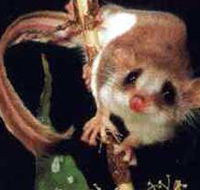 Carrowong Fauna Sanctuary - Surfers Paradise Gold Coast