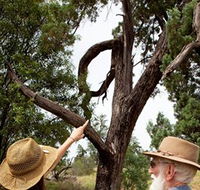 Charleville - Outback Native Timber Walk - Surfers Paradise Gold Coast