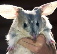 Charleville - Bilby Experience - Surfers Paradise Gold Coast