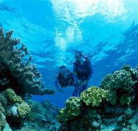 Coral Gardens Dive Site - Surfers Paradise Gold Coast