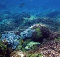 Hoffman's Rocks Dive Site - Surfers Paradise Gold Coast