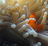 Flat Rock Dive Site - Surfers Paradise Gold Coast
