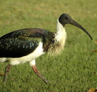 Toowoomba Bicentennial Waterbird Habitat - Surfers Paradise Gold Coast