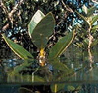 Jawbone Marine Sanctuary - Surfers Paradise Gold Coast