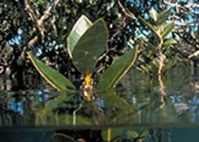 Jawbone Marine Sanctuary - Surfers Paradise Gold Coast 0