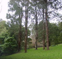 Mount Dandenong Arboretum - Surfers Paradise Gold Coast