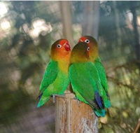 Ballarat Bird World - Surfers Paradise Gold Coast