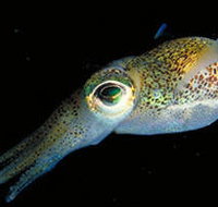 Corner Inlet Marine National Park - Surfers Paradise Gold Coast