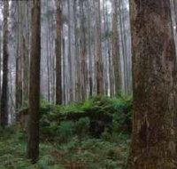 Kinglake National Park - Surfers Paradise Gold Coast